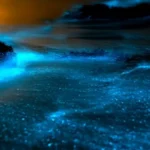 Bioluminescent Bays