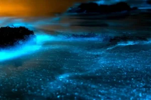 Bioluminescent Bays