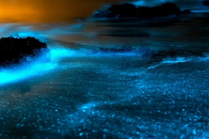 Bioluminescent Bays